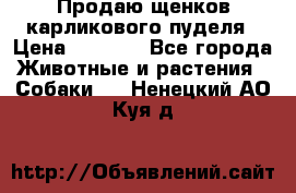 Продаю щенков карликового пуделя › Цена ­ 2 000 - Все города Животные и растения » Собаки   . Ненецкий АО,Куя д.